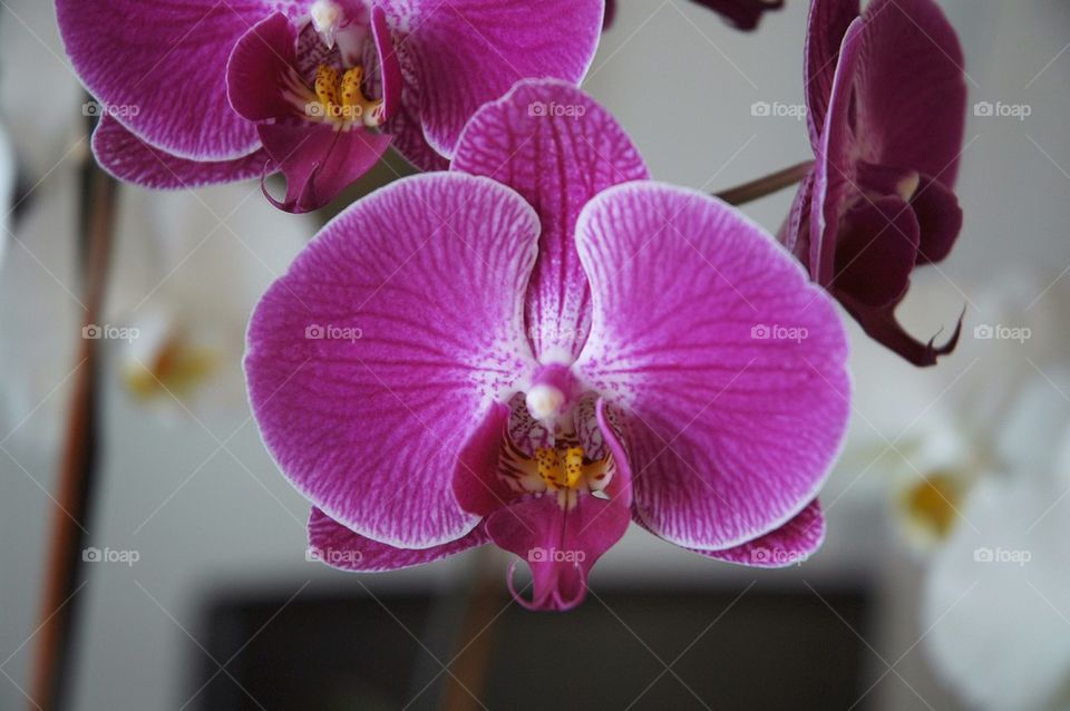 Orchid-01