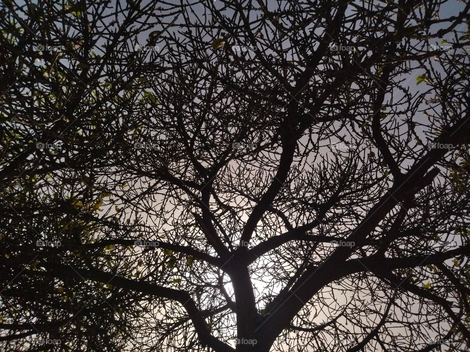 sunlight in the middle tree