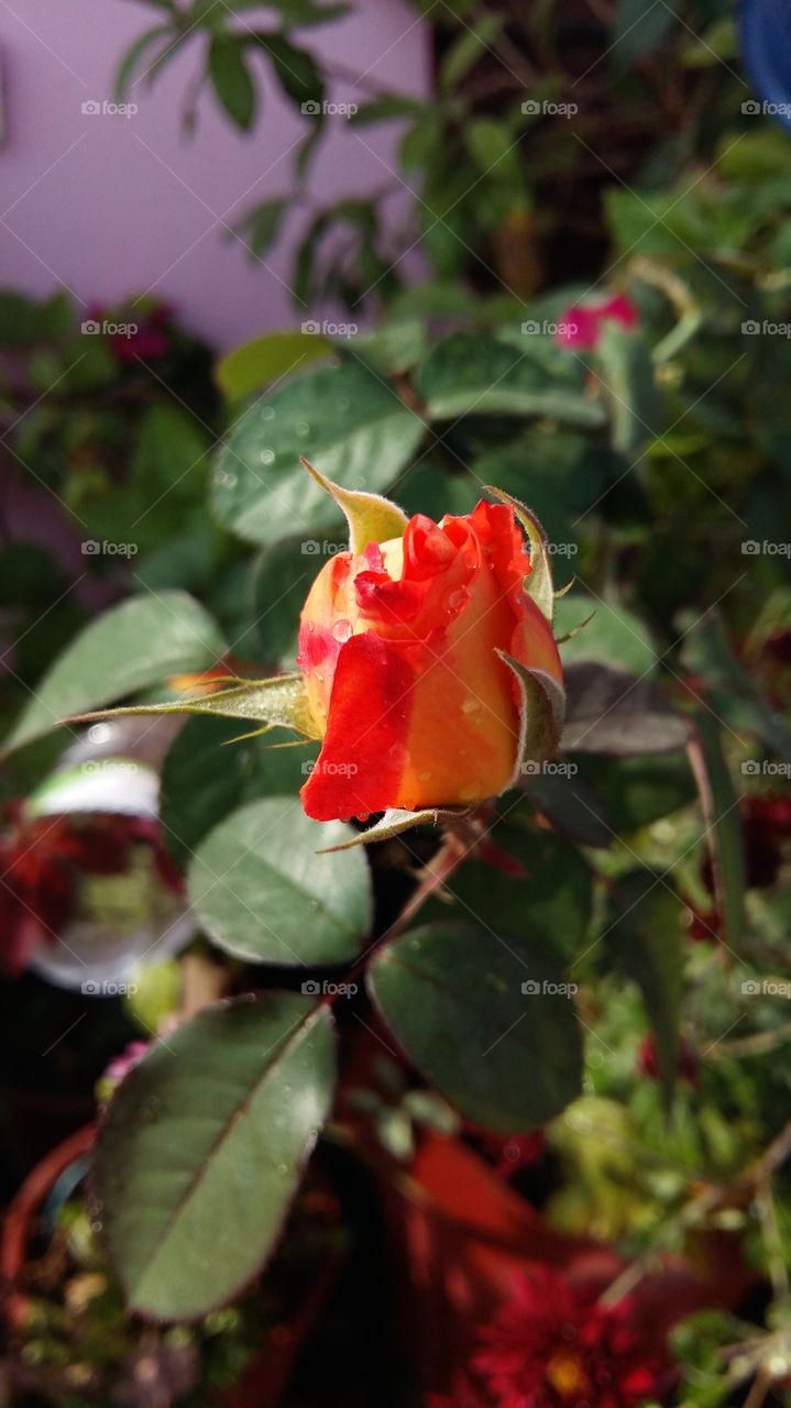Red rose bud blooming at outdoors