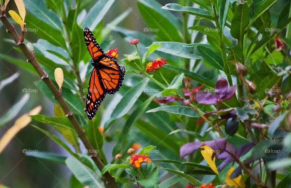 Daily visitor to the butterfly garden