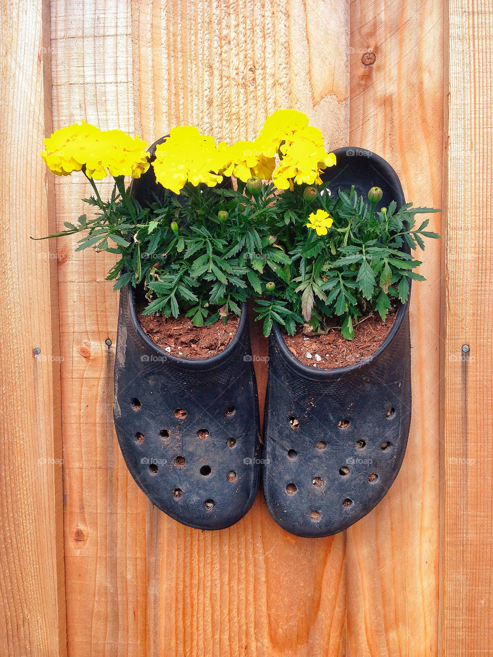 Yellow marigolds bloom in recycled repurposed black rubber Crocs