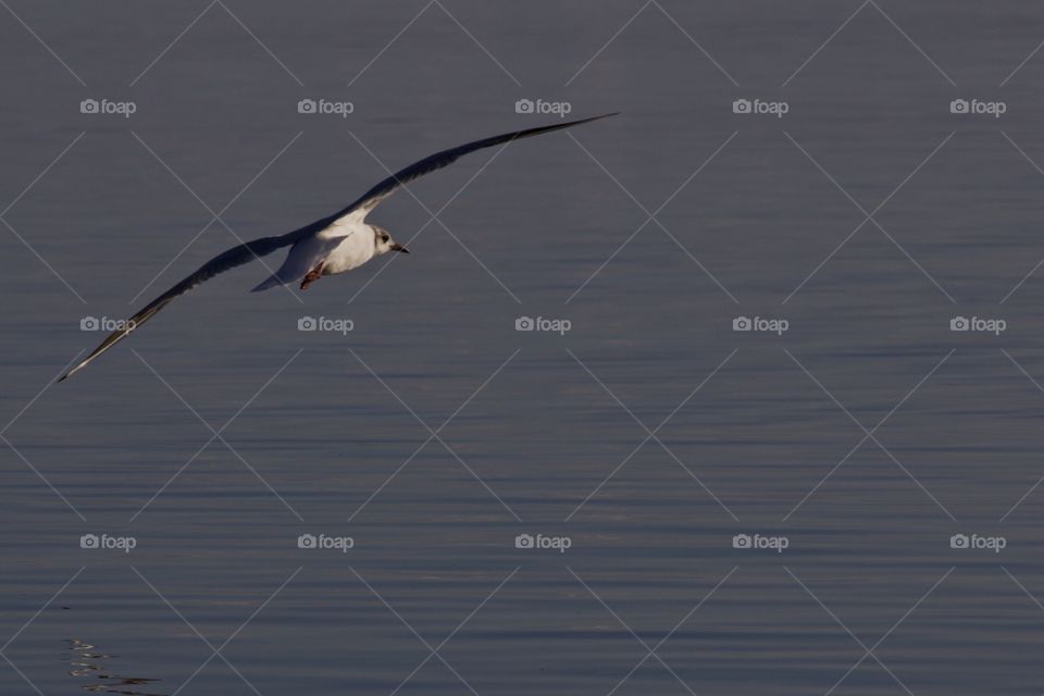 Flying Seagull