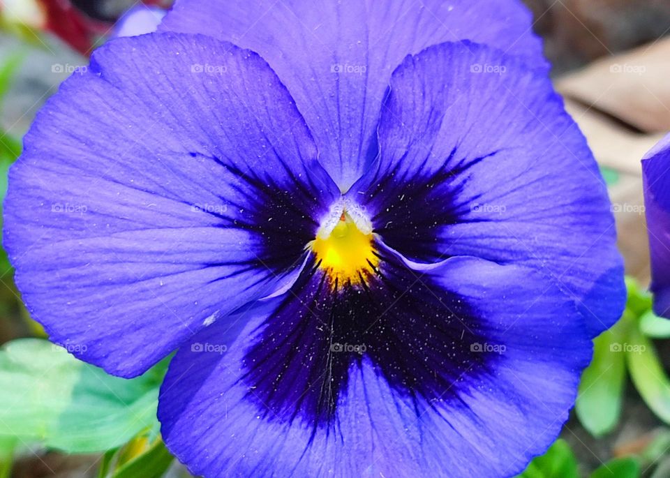 Complementary Colors, Flower