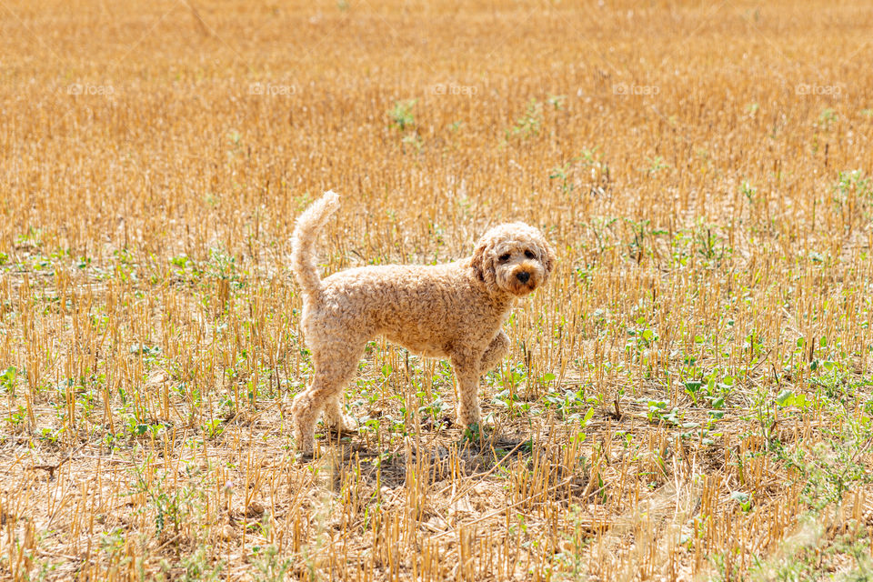 little dog on a stubble field