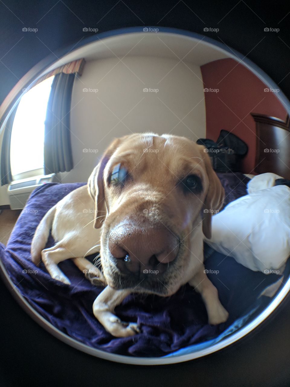Dog In Fishbowl Lense
