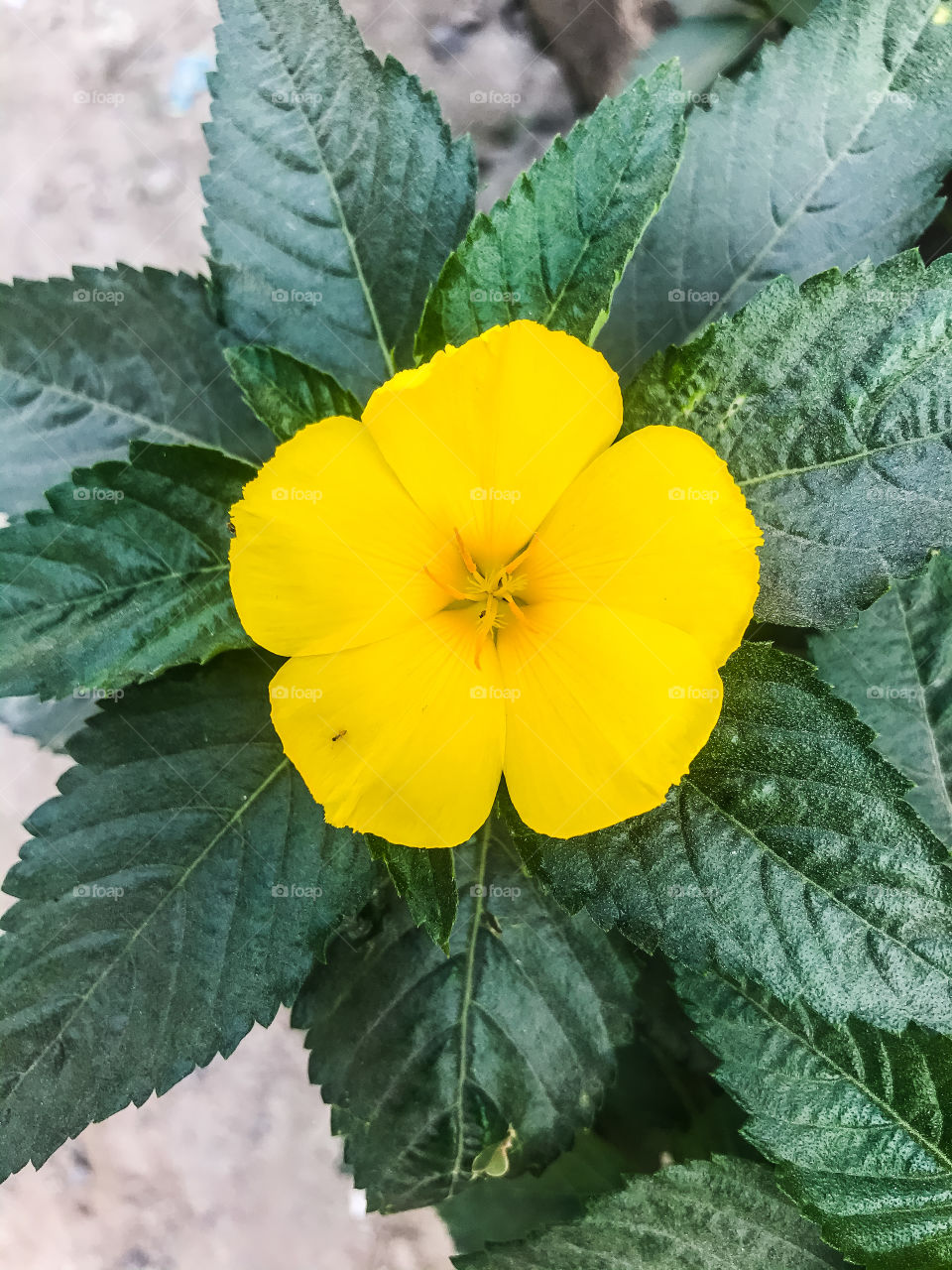 Beautiful yellow flower