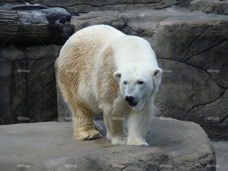 Zoo polar bear. Zoo polar bear