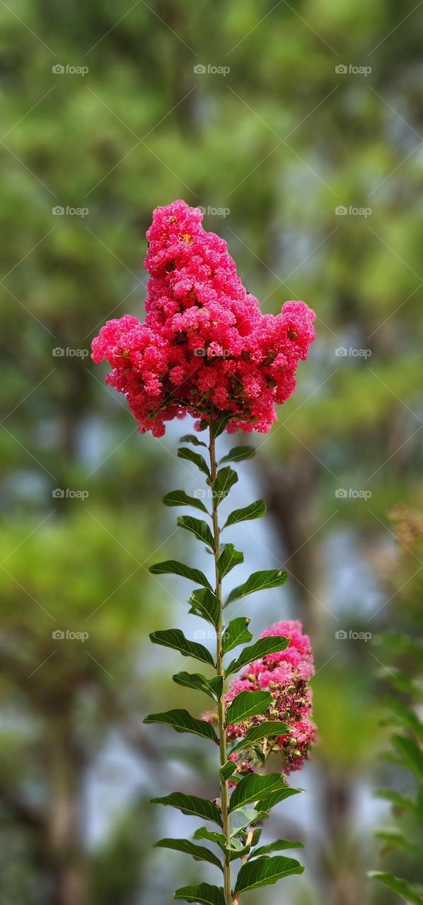 Magenta Flower Cluster 1