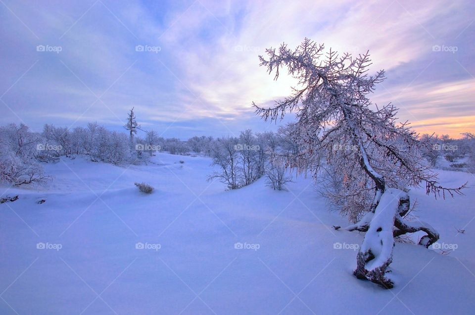 Winter time, morning, forest, spruce, month, dawn, frost, cold, sunset, morning in the forest, month in the sky.