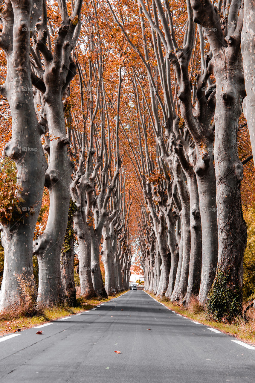 trees on road
