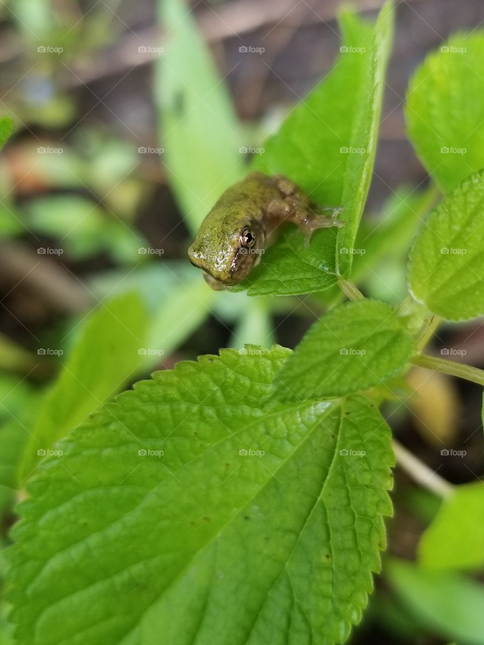 Tiny frog on a leaf