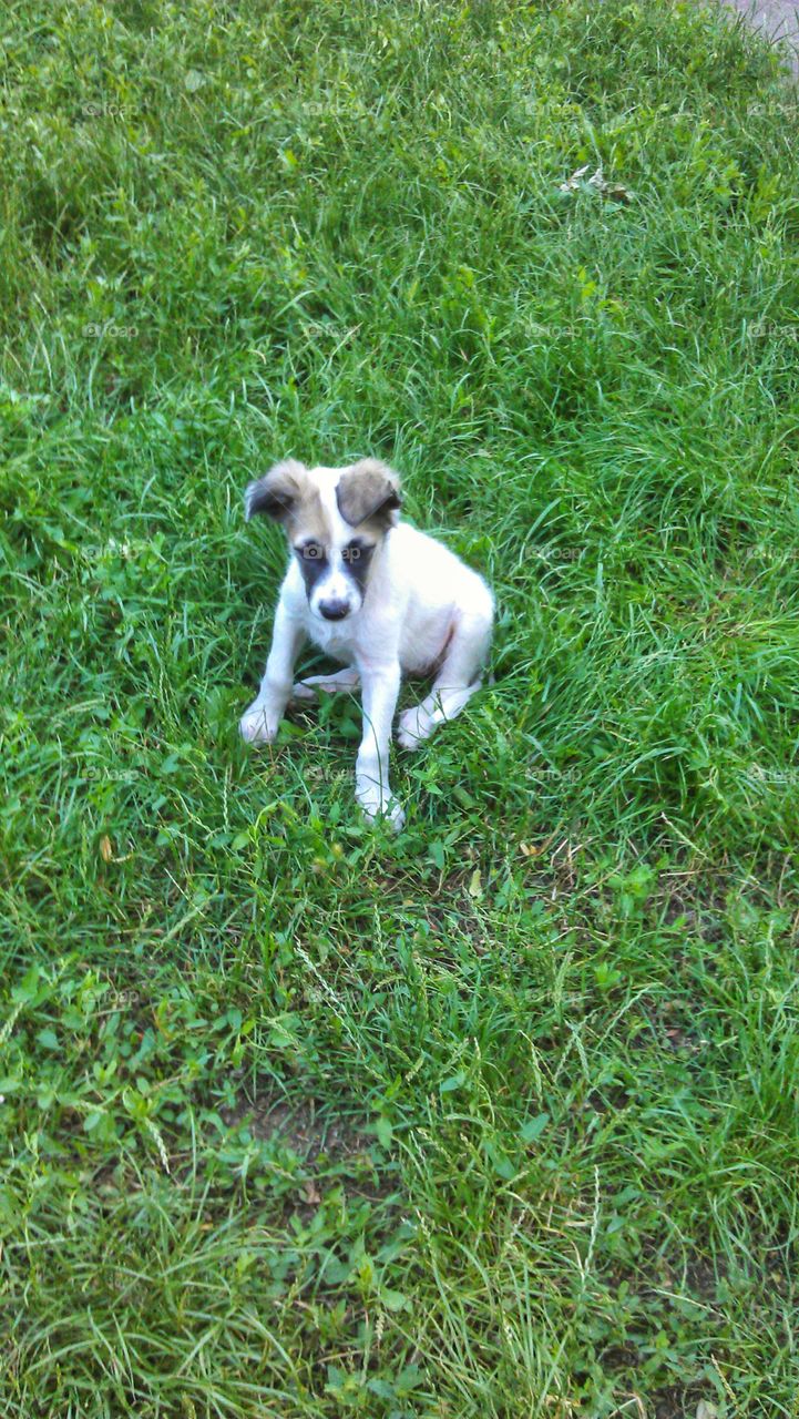 a puppy on the grass щенок на траве