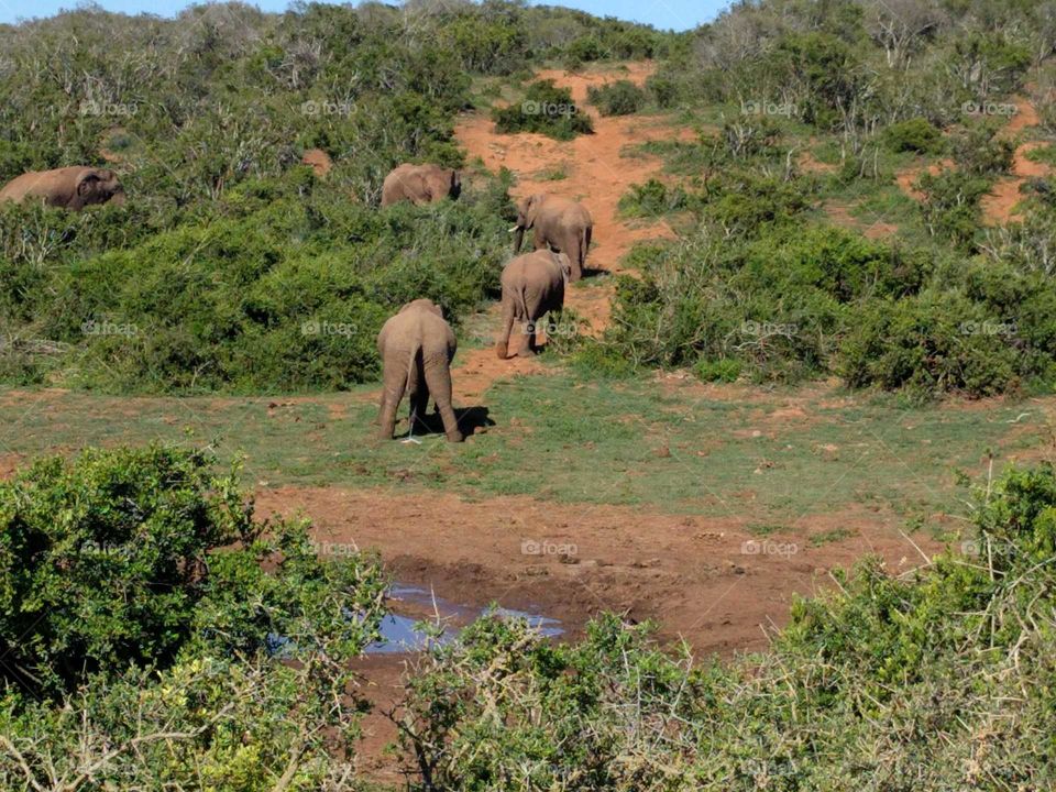 Safari in South Africa with elephants
