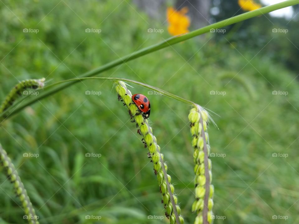 Ladybug(Ladybird)