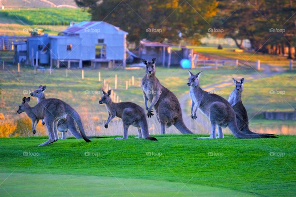 A family of kangaroos in the field , they look all to me !