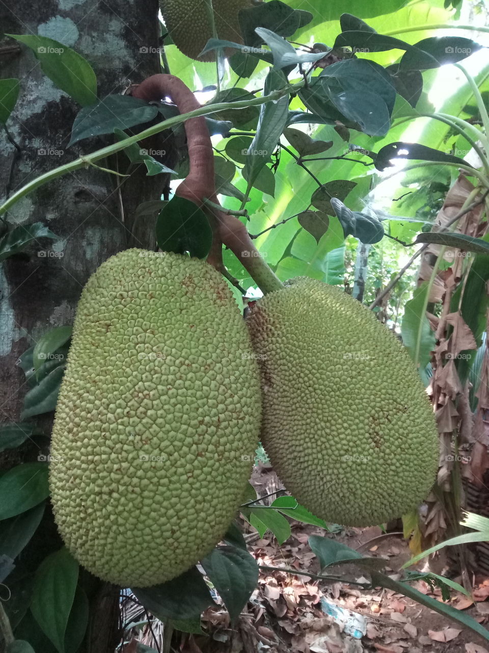 jackfruits