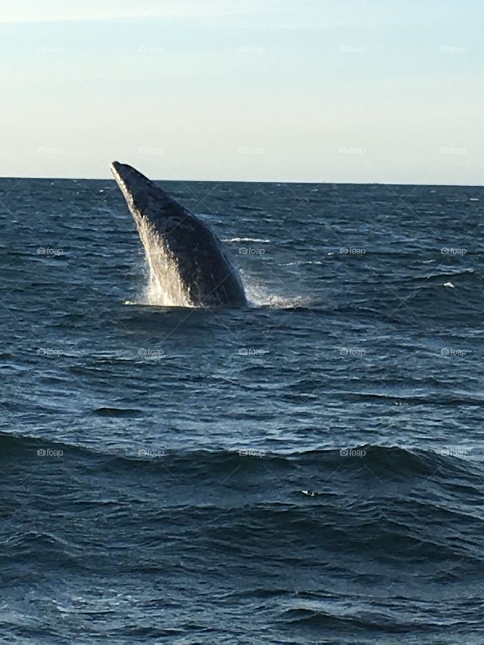 Whale watching at Dana Point California