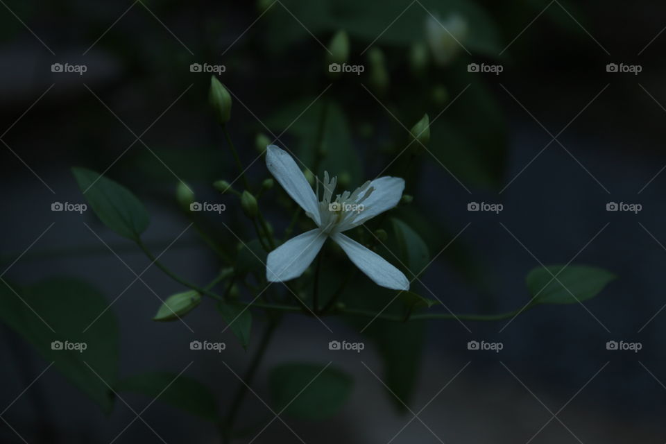 A flower in My home Garden