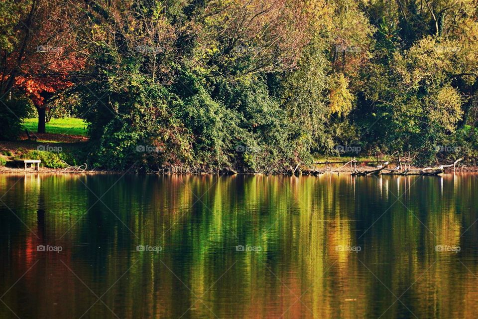 Beautiful park with trees near the lake 