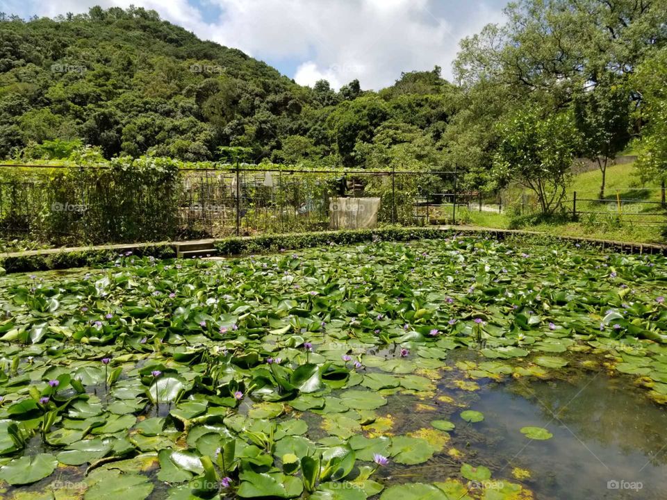 Lotus pond