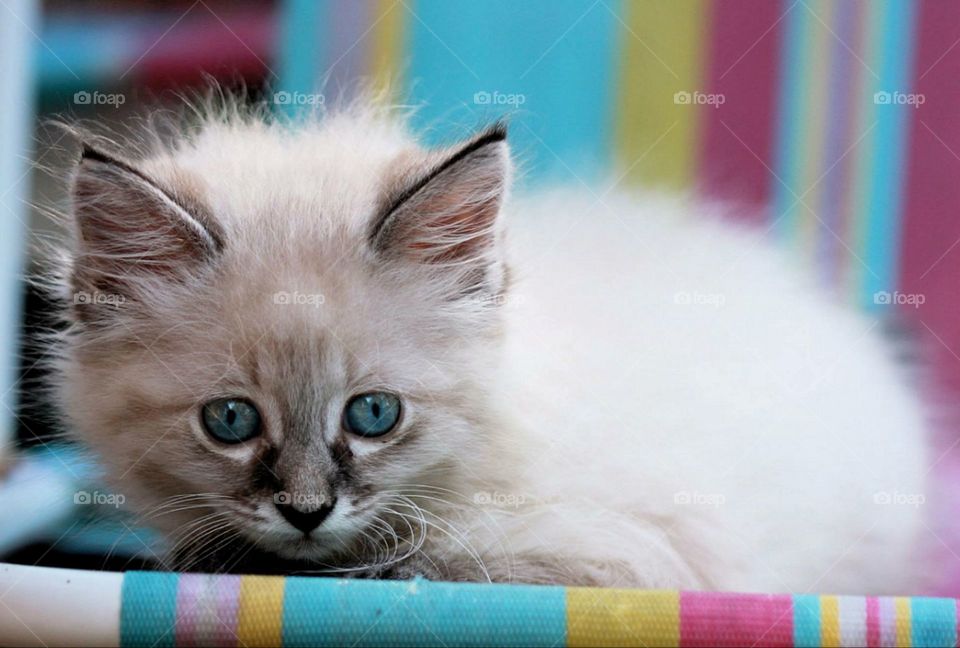 Kitten laying on beach chair 