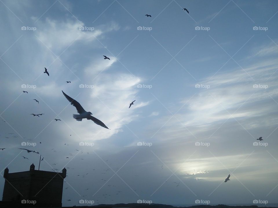 Beautiful flying of seagulls cross the sky.