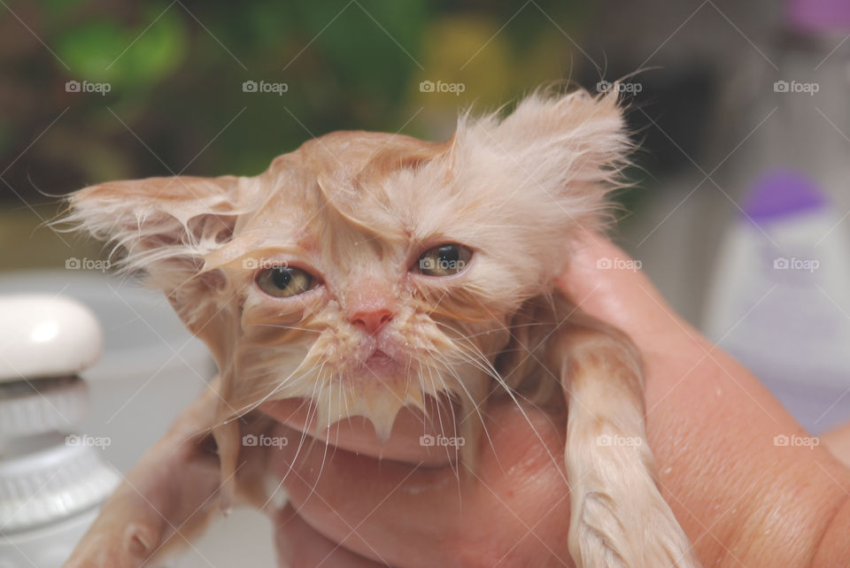 Unhappy Wet Persian Kitten Getting a Bath