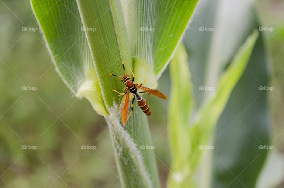 Wasp Feeding From Corn Plant