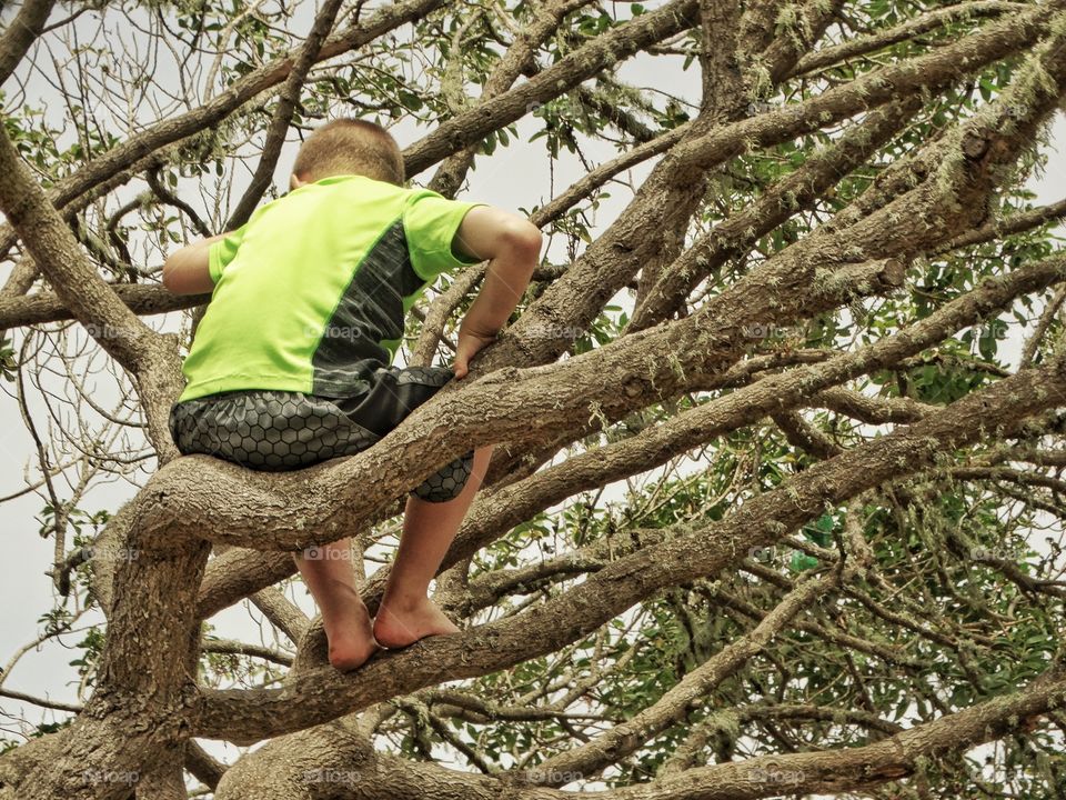 Young Boy Climbing A Tree
