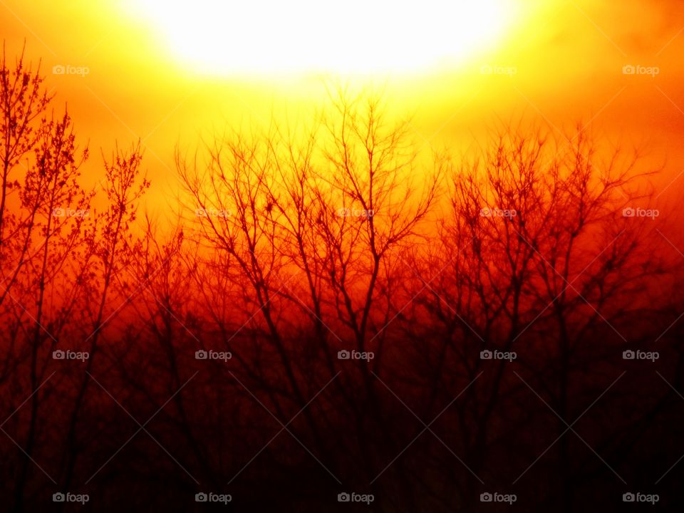 Sunset and the trees 