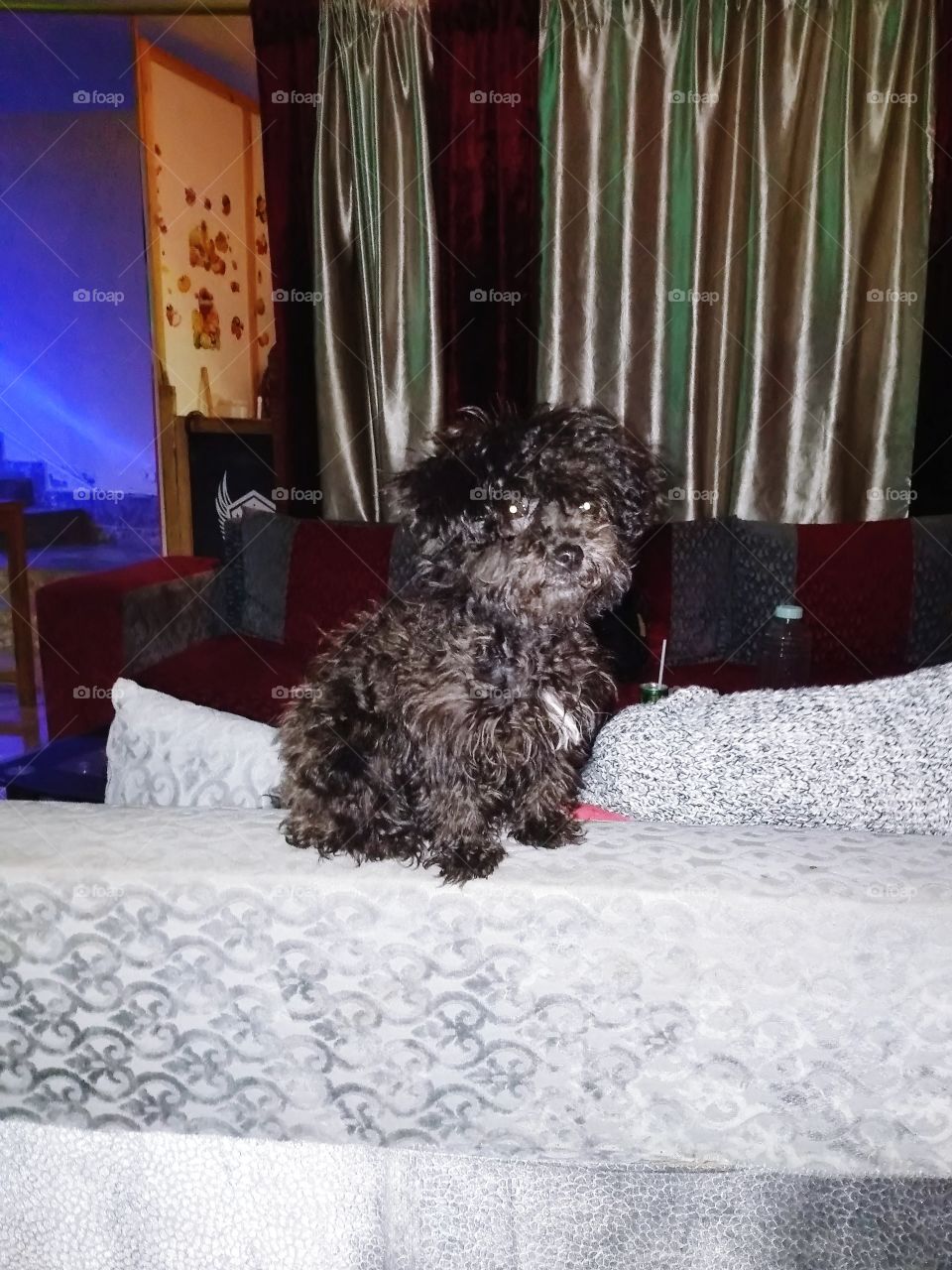 Her name is Luna and she's the sweetest pet in the world 😍😍😍