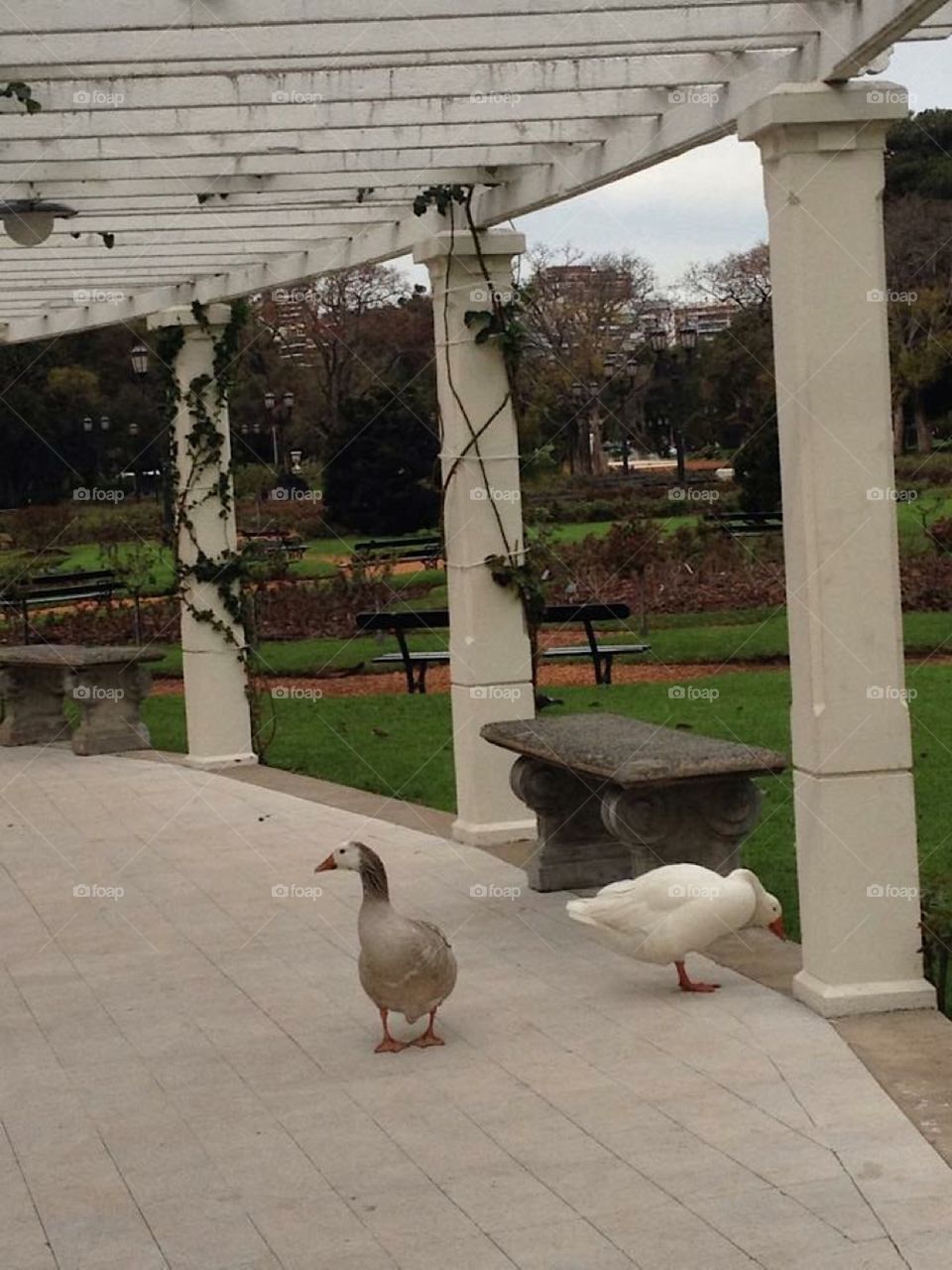 Patos no parque