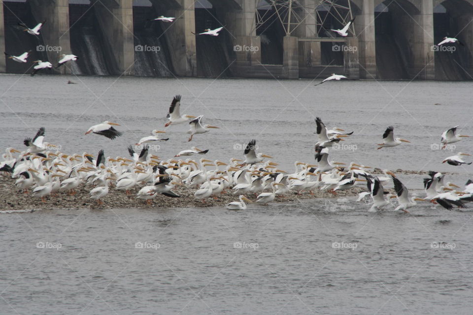 pelicans in motion