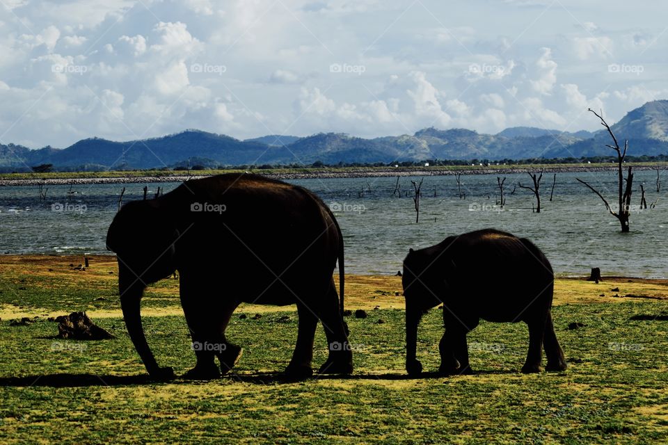 A mother elephant with her child with the beautiful background