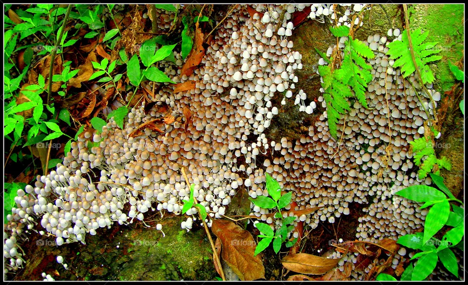 Mushrooms