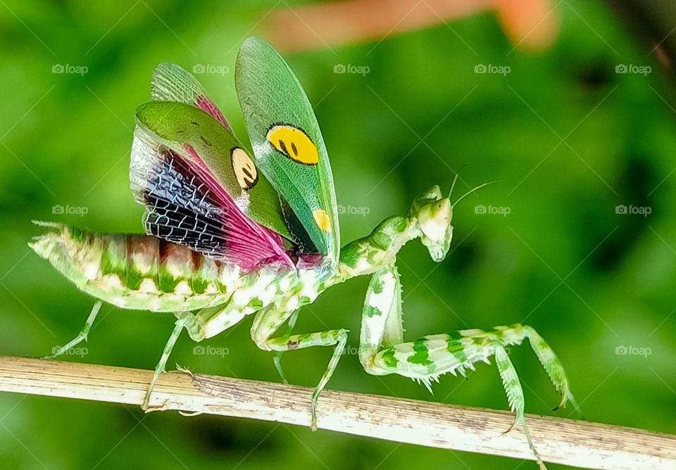 green mantis