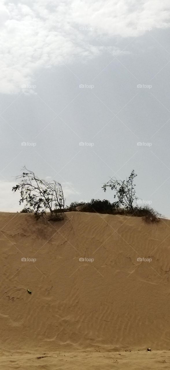 Beautiful plants growing on sand.