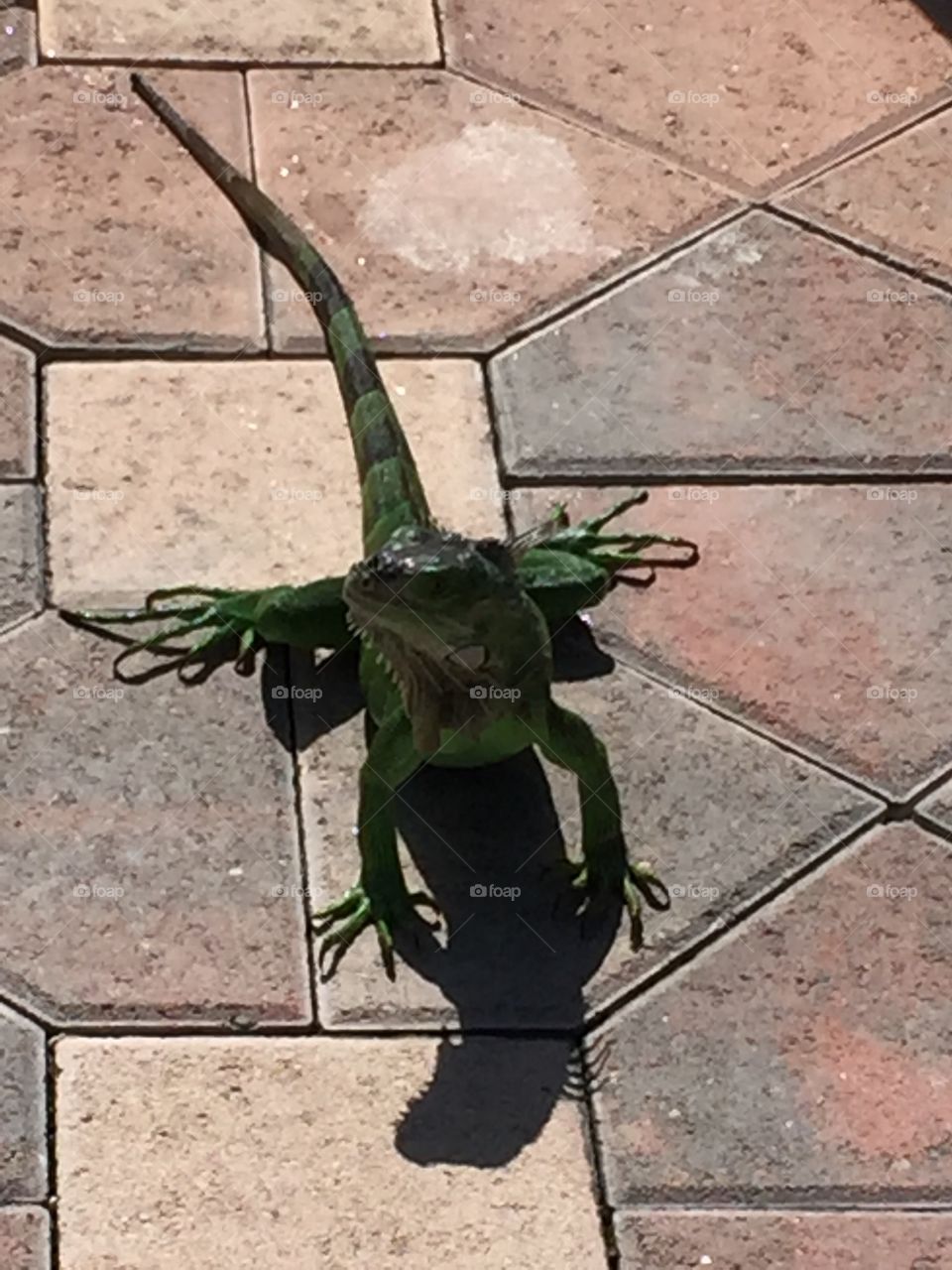 Iguana