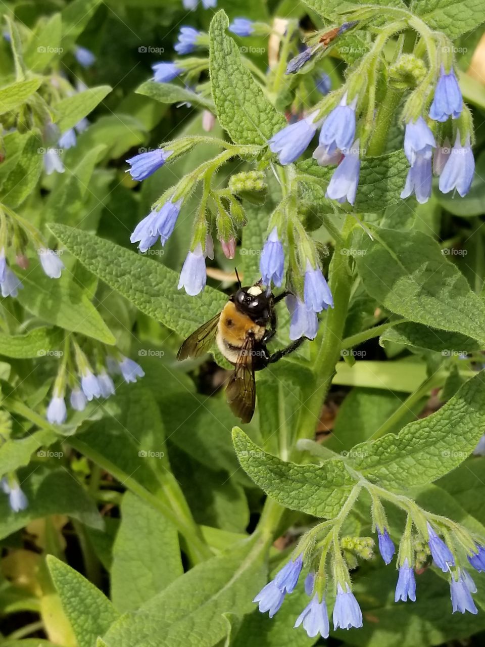 Bumble Bee Brooklyn Botanical Gardens