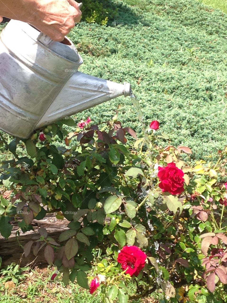 Watering roses