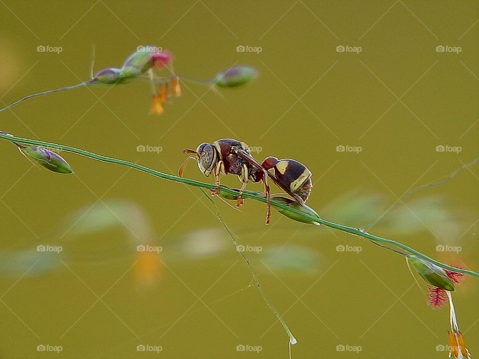 Ropalidia is a large genus of eusocial paper wasps in the tribe Ropalidiini . wasp, insect, wildlife nature, close up, depth of field