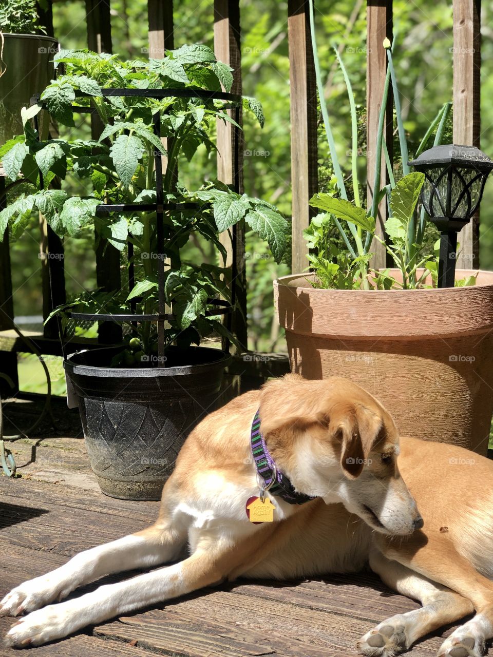 Pretty hound dog staring at bug that landed on her hip