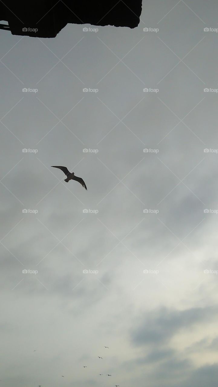 one seagull is flying passing high clouds.