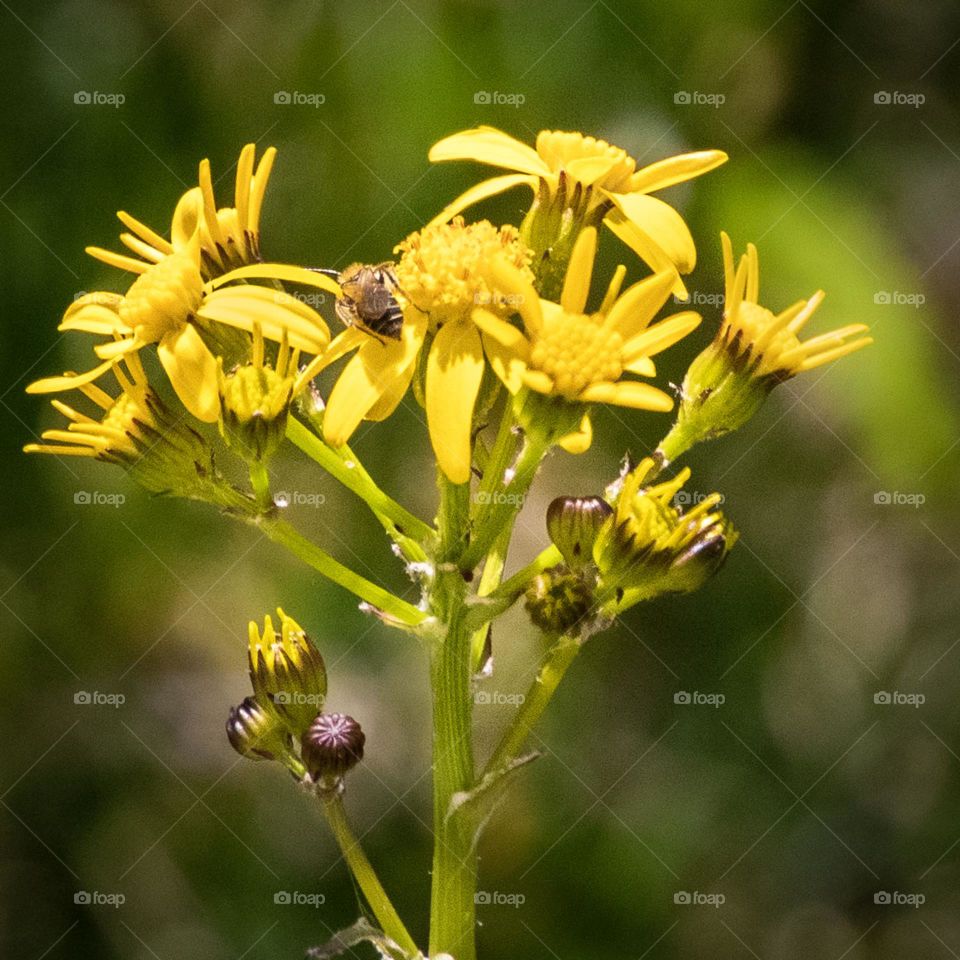 Bee on yellow wildflowers in Spring