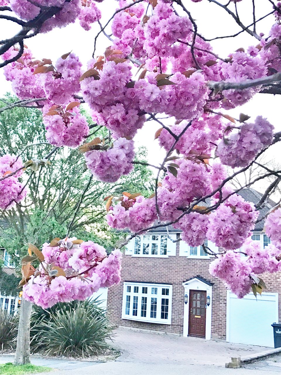 Pink cherry blossom flowers in front of a house 