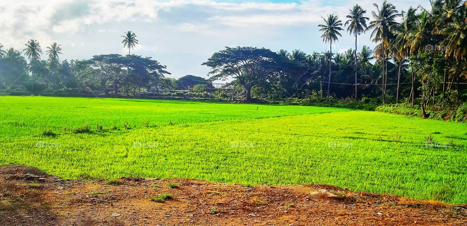 green colour stories