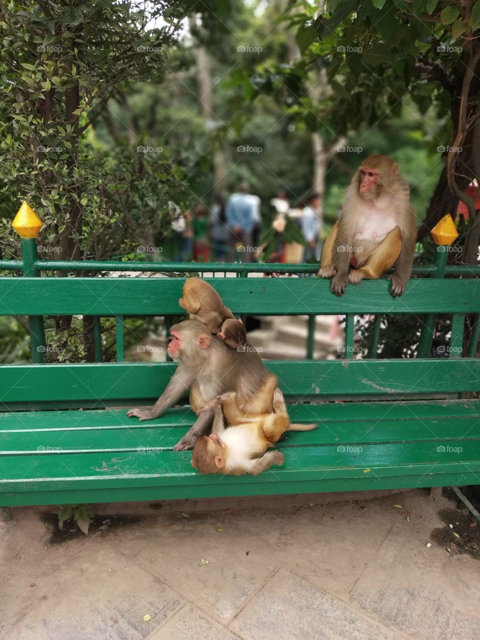 Monkeys are playing with eachother a whole family in fact. They are looking after eachother. Loving eachother & caring eachother.