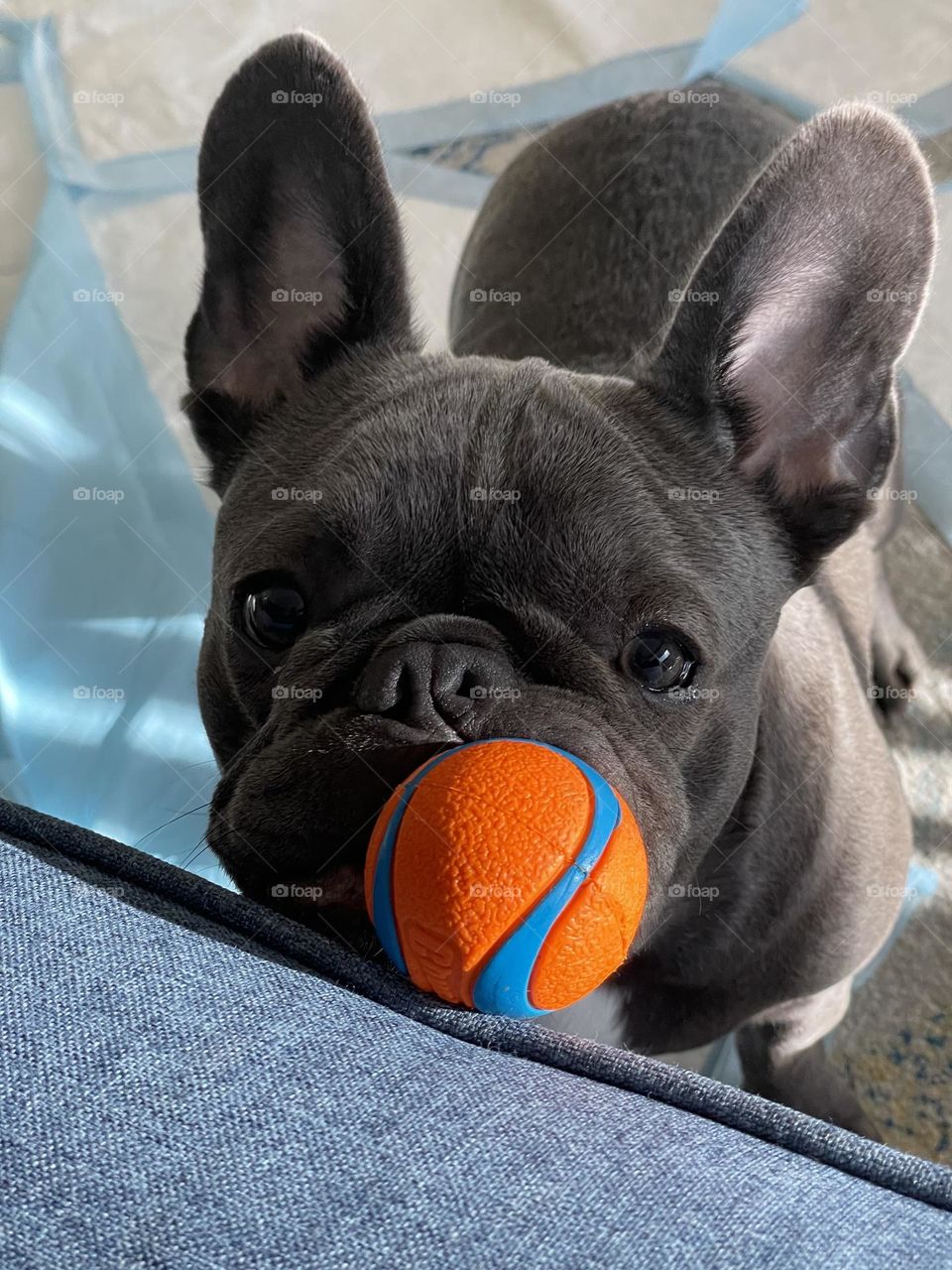 Our baby with her most favorite ball