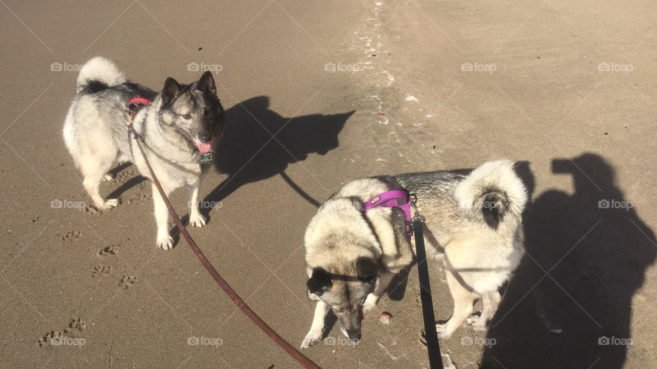 Elkhounds playing on the beach 