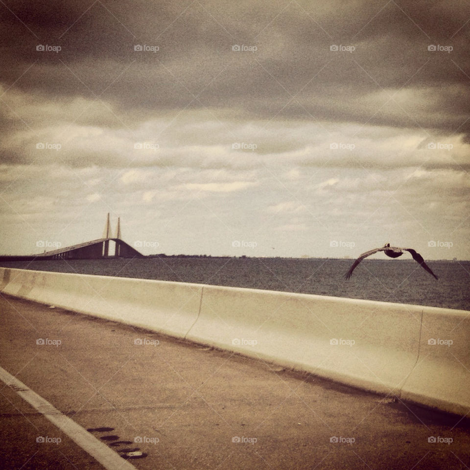 Bird crossing skyway bridge